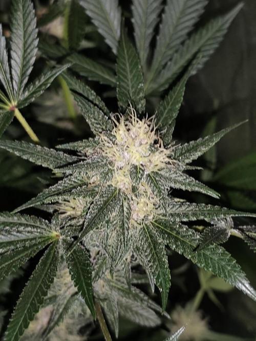 Red wine 🍷 X the Bird 🐦. Week 6