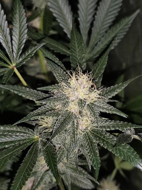 Red wine 🍷 X the Bird 🐦. Week 6