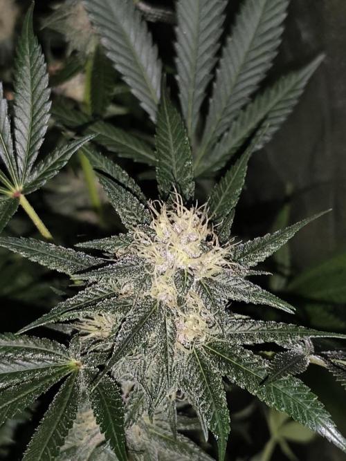 Red wine 🍷 X the Bird 🐦. Week 6