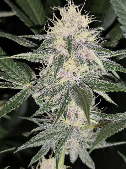 Red wine 🍷 X the Bird 🐦. Week 6