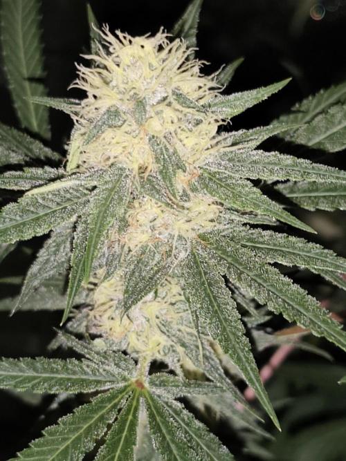 Red wine 🍷 X the Bird 🐦. Week 6