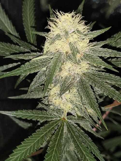 Red wine 🍷 X the Bird 🐦. Week 6