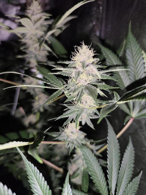 Red wine 🍷 X the Bird 🐦. Week 6