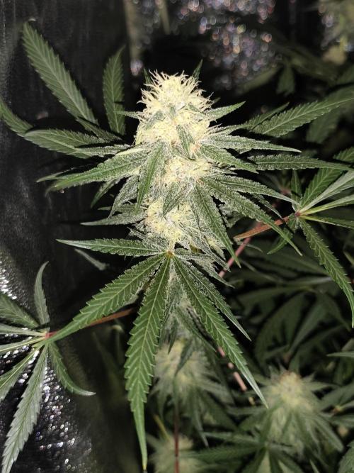 Red wine 🍷 X the Bird 🐦. Week 6