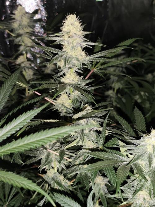 Red wine 🍷 X the Bird 🐦. Week 6