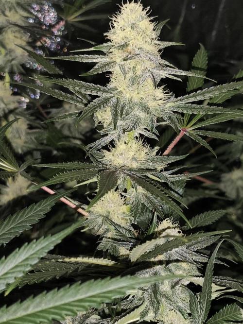 Red wine 🍷 X the Bird 🐦. Week 6