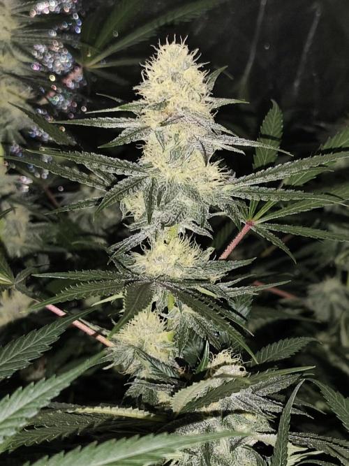 Red wine 🍷 X the Bird 🐦. Week 6