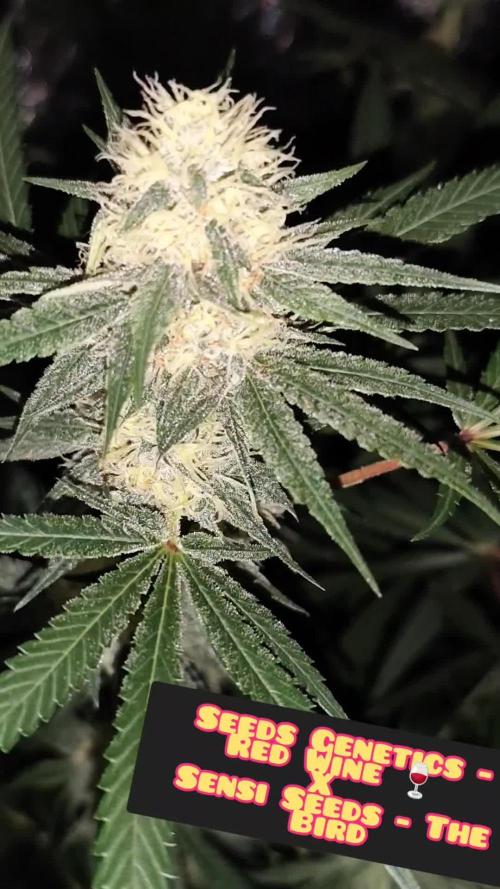 Red wine 🍷 X the Bird 🐦