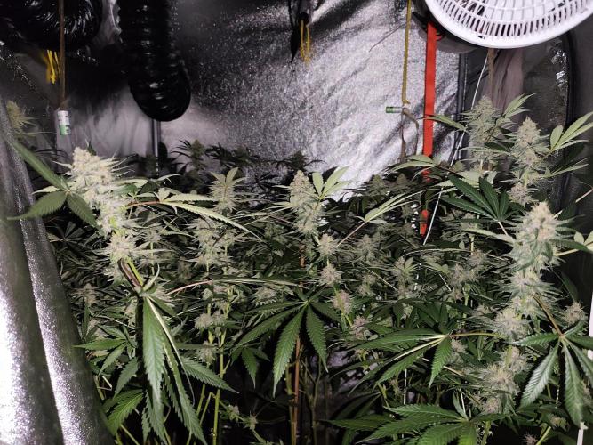 Red wine 🍷 X the Bird 🐦. Week 7