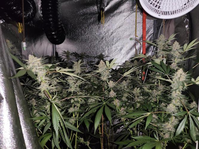 Red wine 🍷 X the Bird 🐦. Week 7