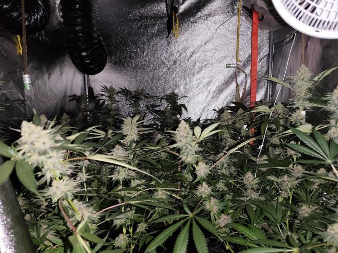 Red wine 🍷 X the Bird 🐦. Week 7