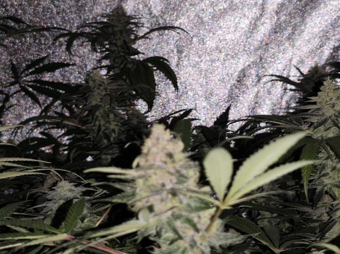 Red wine 🍷 X the Bird 🐦. Week 7