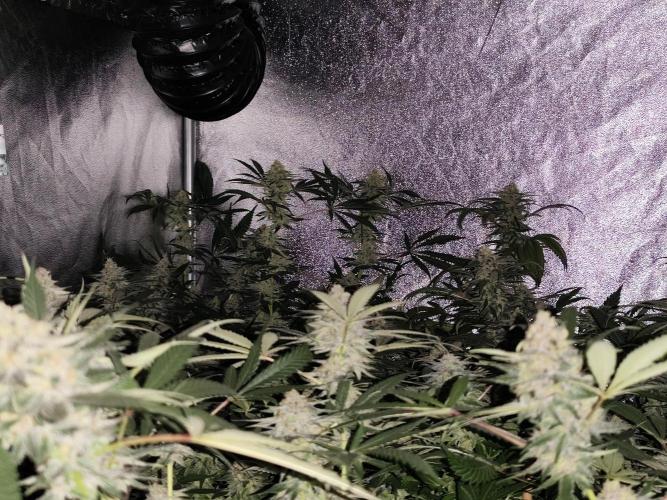 Red wine 🍷 X the Bird 🐦. Week 7