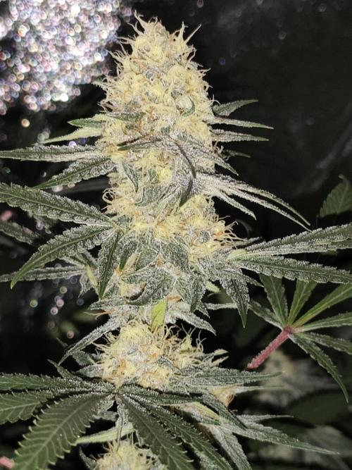 Red wine 🍷 X the Bird 🐦. Week 7