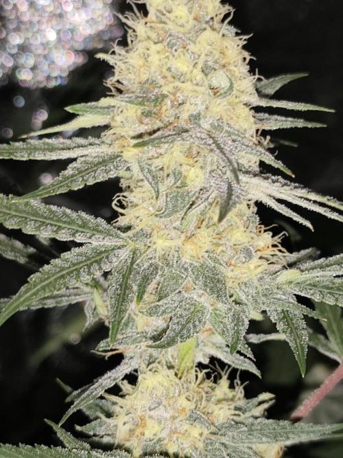 Red wine 🍷 X the Bird 🐦. Week 7