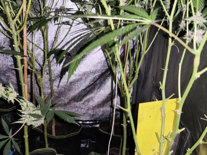 Red wine 🍷 X the Bird 🐦. Week 7