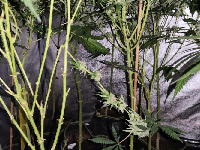 Red wine 🍷 X the Bird 🐦. Week 7