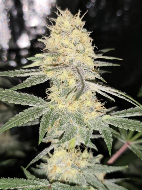 Red wine 🍷 X the Bird 🐦. Week 7