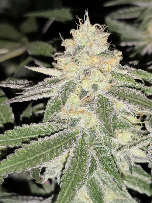 Red wine 🍷 X the Bird 🐦. Week 7