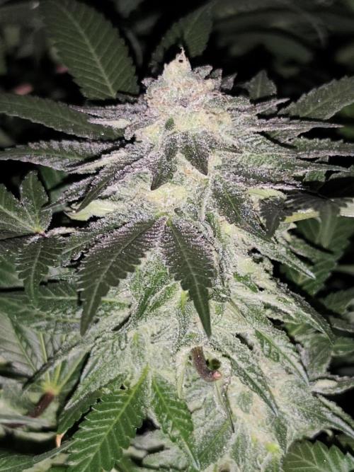 Red wine 🍷 X the Bird 🐦. Week 7