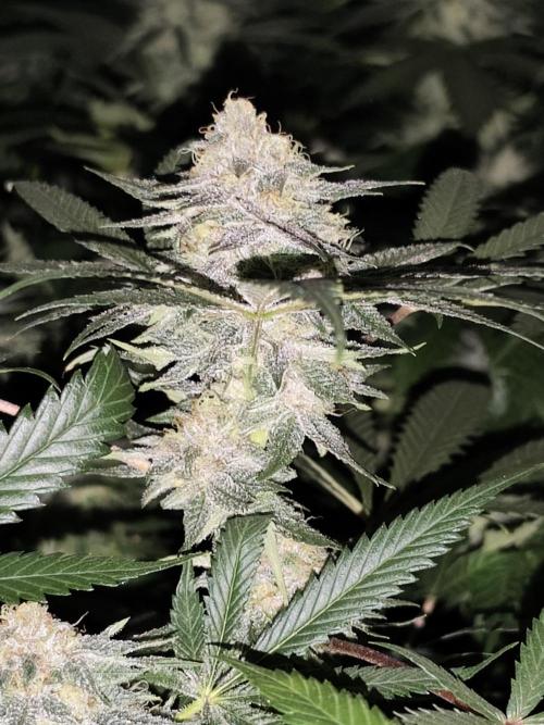 Red wine 🍷 X the Bird 🐦. Week 7