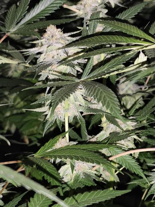 Red wine 🍷 X the Bird 🐦. Week 7