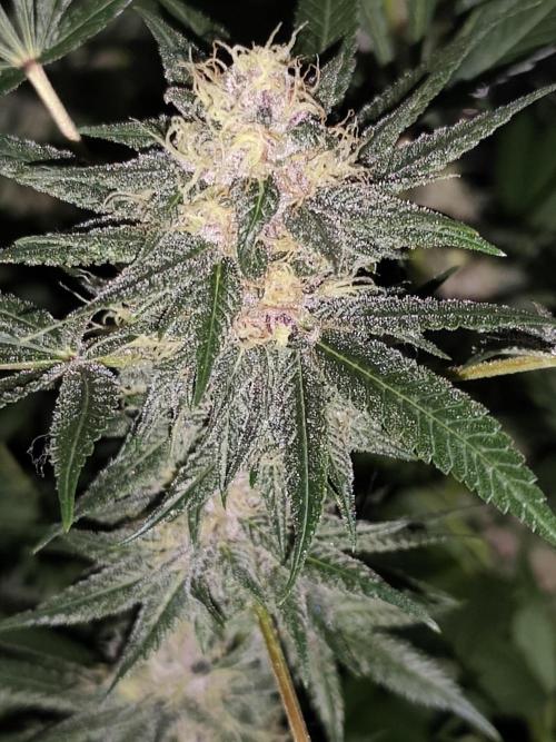 Red wine 🍷 X the Bird 🐦. Week 7