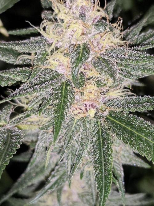 Red wine 🍷 X the Bird 🐦. Week 7