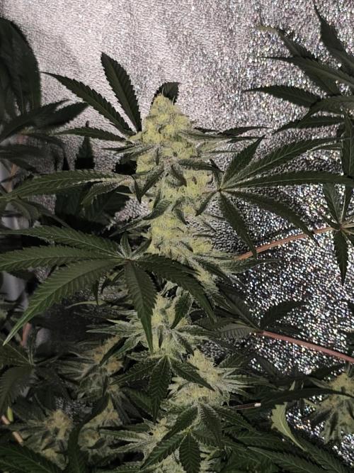 Red wine 🍷 X the Bird 🐦. Week 7