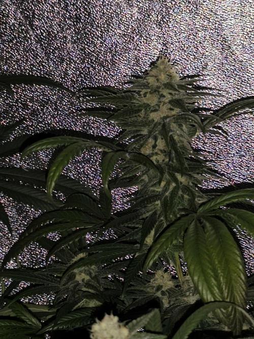 Red wine 🍷 X the Bird 🐦. Week 7