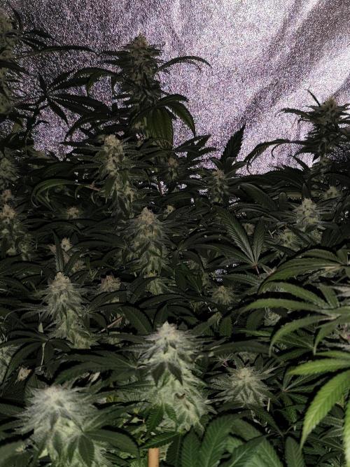 Red wine 🍷 X the Bird 🐦. Week 7