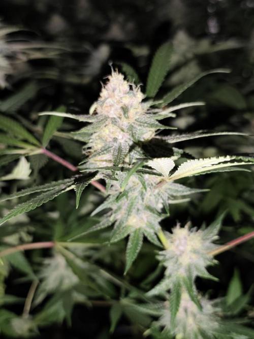 Red wine 🍷 X the Bird 🐦. Week 7