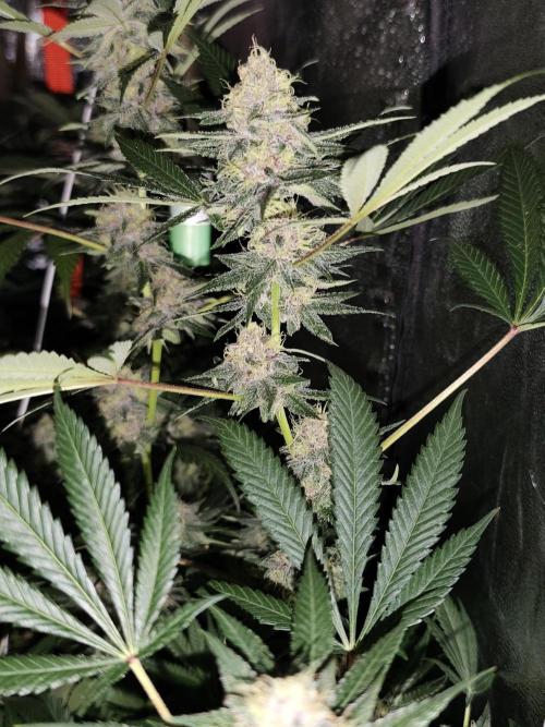 Red wine 🍷 X the Bird 🐦. Week 7