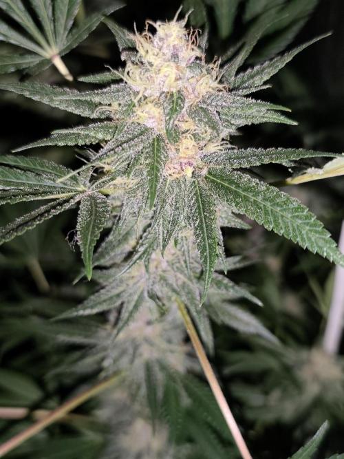 Red wine 🍷 X the Bird 🐦. Week 7