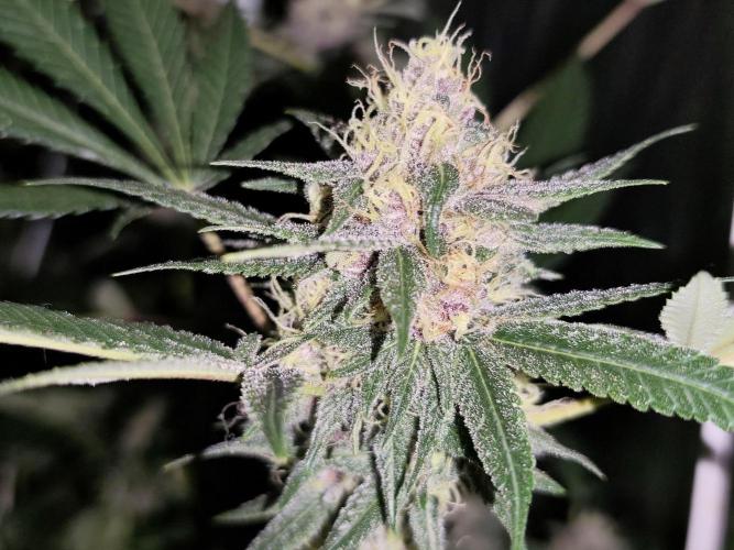 Red wine 🍷 X the Bird 🐦. Week 7