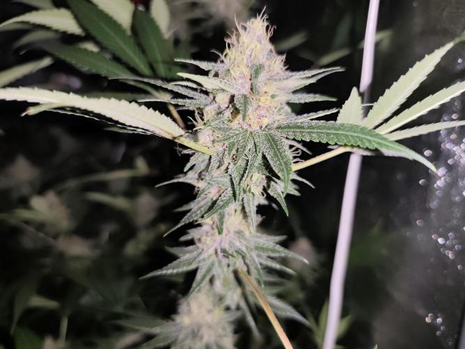 Red wine 🍷 X the Bird 🐦. Week 7