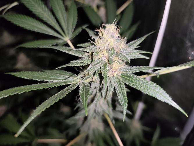 Red wine 🍷 X the Bird 🐦. Week 7