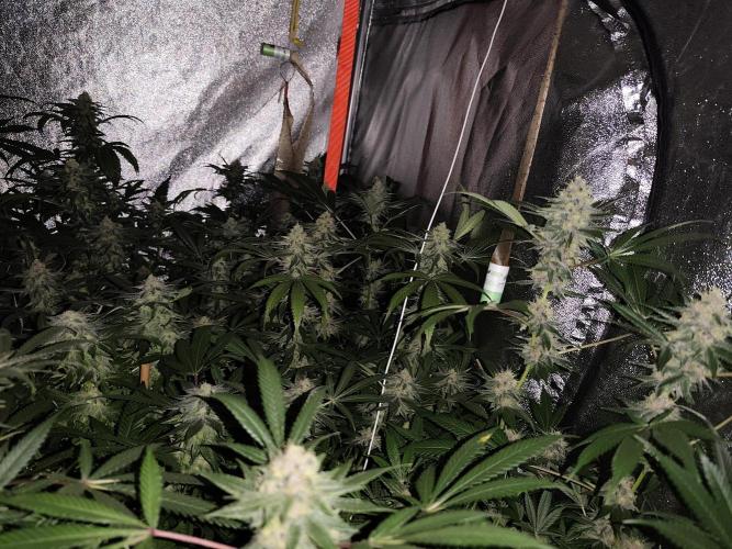 Red wine 🍷 X the Bird 🐦. Week 7