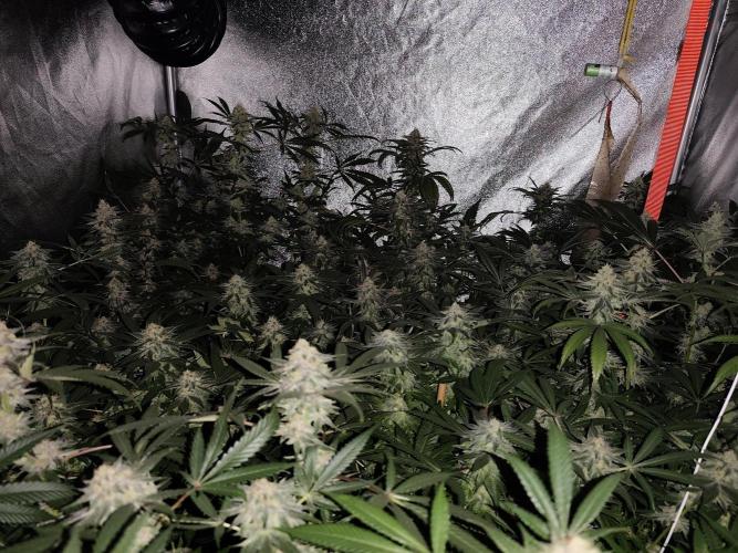 Red wine 🍷 X the Bird 🐦. Week 7