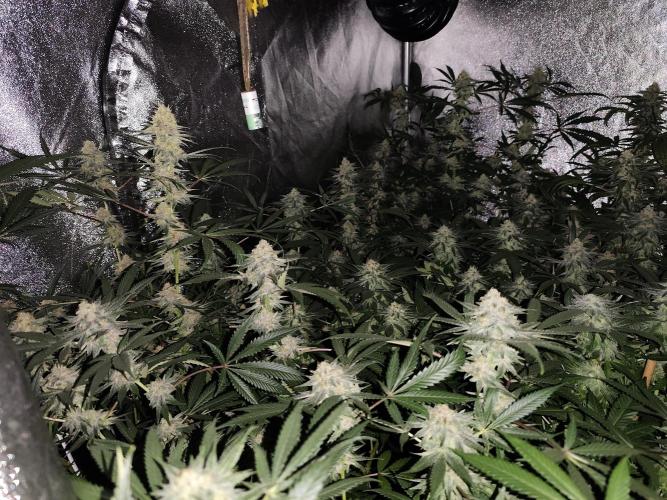 Red wine 🍷 X the Bird 🐦. Week 7