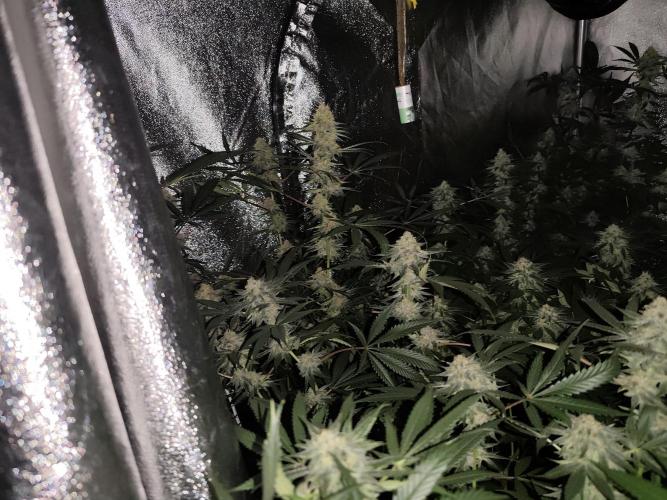 Red wine 🍷 X the Bird 🐦. Week 7