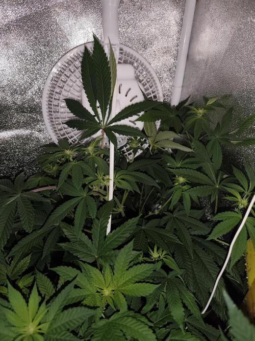 Purple Mintz 💜. Week 6