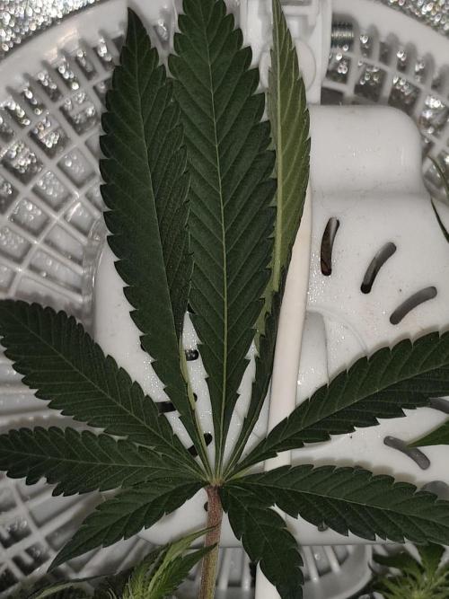 Purple Mintz 💜. Week 6