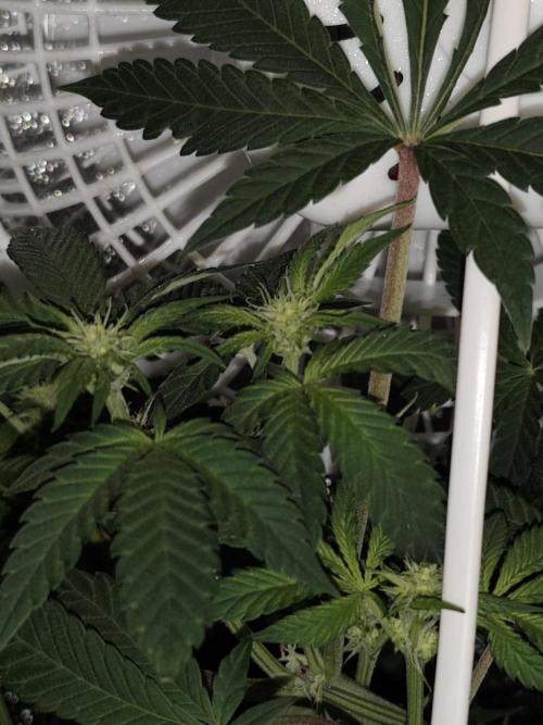 Purple Mintz 💜. Week 6