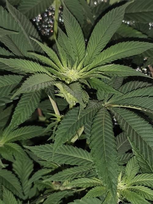 Purple Mintz 💜. Week 6