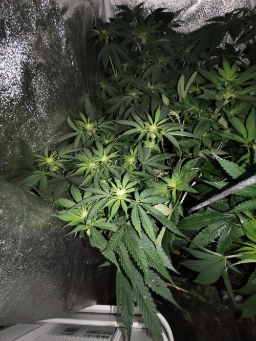 Sweetopia 🍭 paradise seeds. Week 6