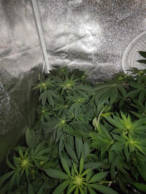 Sweetopia 🍭 paradise seeds. Week 6