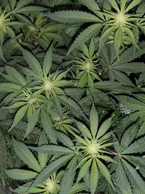 Sweetopia 🍭 paradise seeds. Week 6