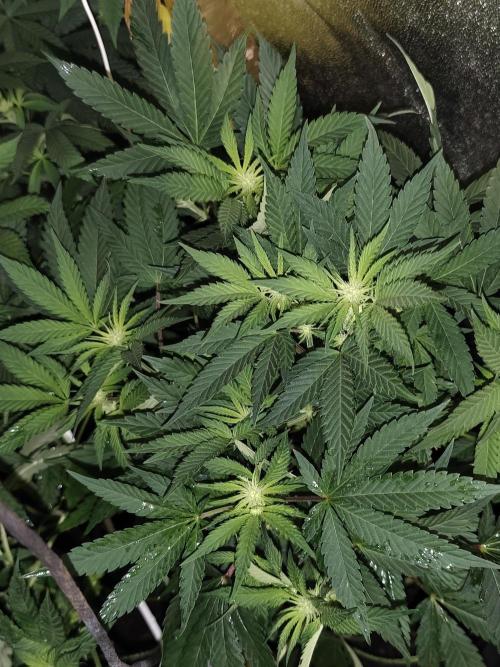 Sweetopia 🍭 paradise seeds. Week 6