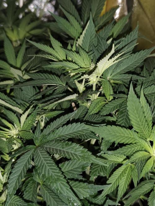 Sweetopia 🍭 paradise seeds. Week 6